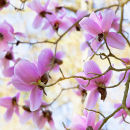 Magnolia Campbellii Charles Raffill