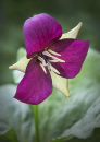 9023 Trillium sulcatum