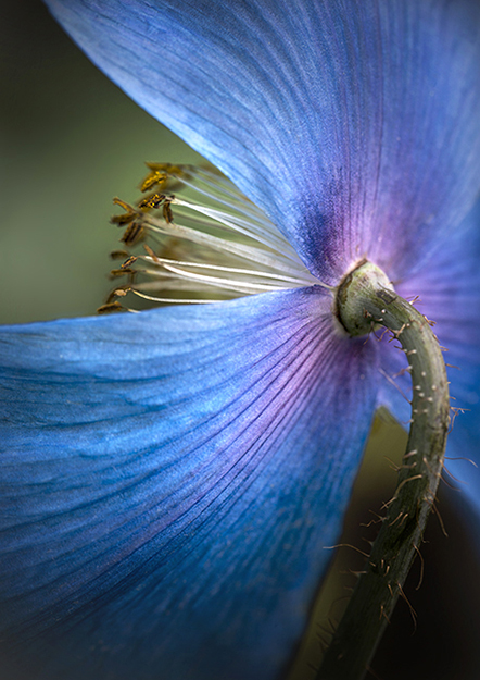 9046 Meconopsis Lingholm