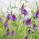 9135 Pyramidal orchids