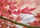 9146 Acer palmatum chishio