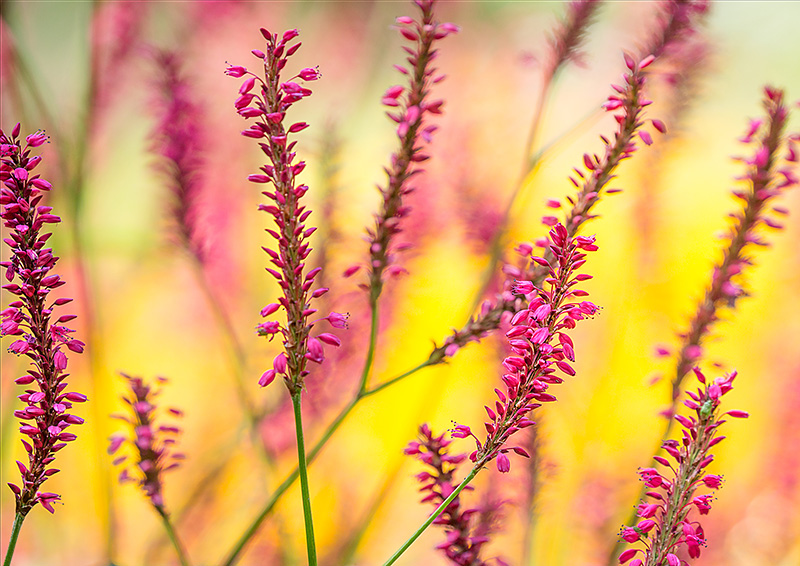 9187 - Persicaria
