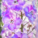 Delphinium "Foxhill Nina"