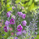 9341 Delphinium astolat