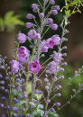 9355 Delphinium astolat