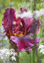 9361 Iris