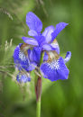 9399 Iris