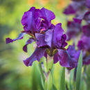 9405 Iris