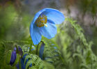 9413 Meconopsis Lingholm