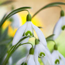Snowdrops - not available for greeting cards