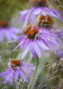9516 Echinacea purpurea Leuchstern