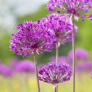 9596 Alliums
