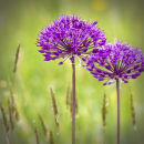9601 Alliums