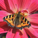 9609 Tortoiseshell butterfly