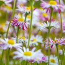 9630 Daisies