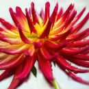 9662 Dahlia "Weston Spanish Dancer"