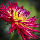 9664 Dahlia "Weston Spanish Dancer"
