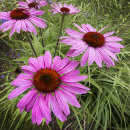9713 Echinacea purpurea