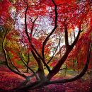 Acer palmatum