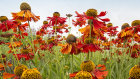 9730 Helenium moerheim beauty