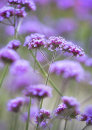 9764 Verbena boniarensis
