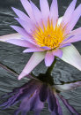 9770 Waterlily Victoria (Longwood hybrid)