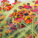 9787 Helenium moerheim beauty