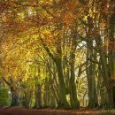 Autumn Beech Wood 2