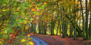 Autumn Beech Woods 3