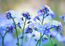 Forget-me-nots (exclusive to Getty Images)