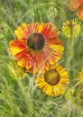 9860 Helenium
