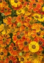 9910 Heleniums