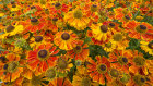 9914 Helenium waltraut