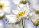 9927 Japanese anemone