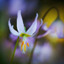 Erythronium