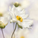 9950 Japanese anemone