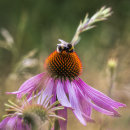 9986 Echinacea leuchstern