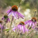 9991 Echinacea leuchstern