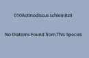 010Actinodiscus schleinitzi <br>
No diatoms found from this species