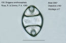 190Briggera ornithocephala Valve view