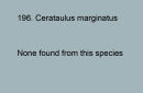 196. Cerataulus marginatus