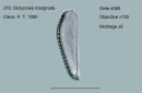 272. Dictyoneis marginata