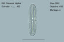 280. Diploneis haploa