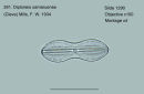 281. Diploneis oamaruensis