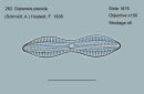 282. Diploneis placida