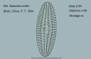 284. Diploneis smithii