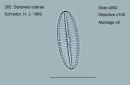 285. Diploneis totarae