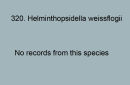 320. Helmintopsidella weissflogii