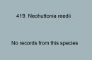 419. Neohuttonia reedii