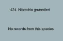 424. Nitschia gruendleri